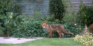 Check spelling or type a new query. Best Fox Deterrent For Repelling Foxes Reviews 8 Top Picks Pyracantha Co Uk
