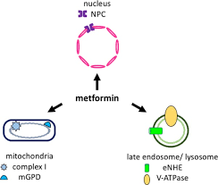 Prescription medication, video doctor visits, and personal coaching. Regulation Of Organelle Function By Metformin Kim 2017 Iubmb Life Wiley Online Library