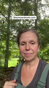 Eastern White Pine Tree. Always look for needles grouped in five and  gathered at the base. #whitepineneedles #whitepineneedletea #herbsheal  #prevention #apothecary #apothecary #roguenurse ...