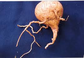 Image result for Corallocarpus epigaeus