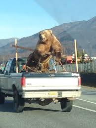 Things You See While Driving In Alaska Lol Funny Animals Animals Alaska