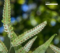 Image result for Arthropteris