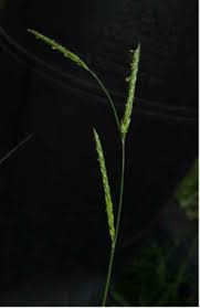 Image result for Eriochloa
