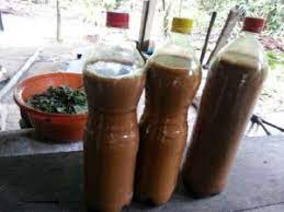 The Ayahuasca Brew The Only Peru Guide