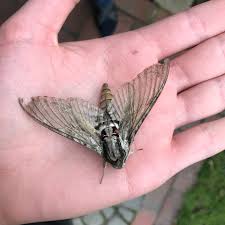 5,438 likes · 3 talking about this. Was Ist Das Fur Eine Motte T Tiere Insekten