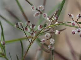 Image result for Galium chloroionanthum