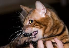 They are highly intelligent and. How Much Does A Toyger Cost Howmuchisit Org