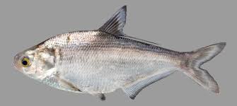 gizzard shad dorosoma cepedianum species profile