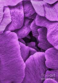 Flower Petals Photograph Purple Love Purple Backgrounds All Things Purple