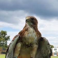 As raptors (generic term for birds of prey) hold. Falconry Pest Control Services Poole Dorchester Dorset