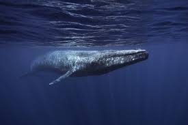 We headed out west to 9 mile bank looking for baleen whales. Blue Whale Whale Dolphin Conservation Usa