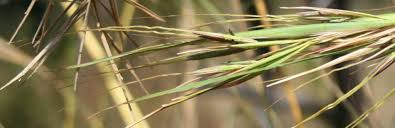 Image result for Hyperthelia dissoluta