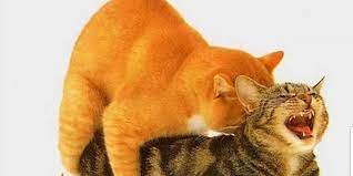kedi ciftlesmesi kur yapma ve yavrulama e evcil com
