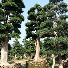 Prices for podocarpus macrophyllus seeds. 2021 Japan Podocarpus Macrophyllus Seeds Japan Podocarpus Macrophyllus Seeds For Afforestation Tree Buy Japan Podocarpus Macrophyllus Seeds Kusamaki Seed Afforestation Tree Seeds Product On Alibaba Com
