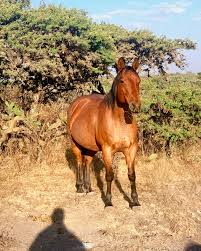 Image result for tbn:tVj6rqcH-AQR9M::www.pregonagropecuario.com.ar/images/caballo_overo.jpg