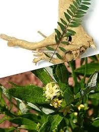 Image result for Fadogia tomentosa