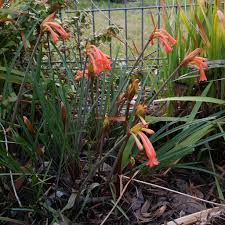 Image result for Cyrtanthus breviflorus