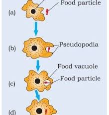 Nutrition In Amoeba Important Diagrams For Cbse Class 10 Biology Biology Lesson Plans Biology Diagrams Biology Lessons