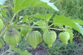 Image result for Physalis angulata