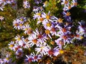 Image result for Felicia muricata