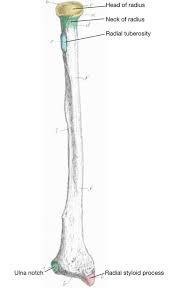 Together with the ulna, it formed the bone structure of the forearm. 7 Bones Of The Upper Limb Simplemed Learning Medicine Simplified