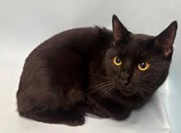 ‪Cats and kittens | Animal Humane Society‬‏
