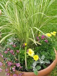 Check spelling or type a new query. A Drought Tolerant Ornamental Grass And Flower Container Garden Container Gardening Container Gardening Flowers Container Flowers