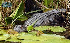 There is occasional flooding, so take caution if visiting after a heavy rain storm. Camel Lake Campground Apalachicola National Forest Bristol Fl National Parks Rvpoints Com