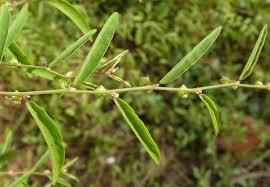 Image result for Phyllanthus pentandrus
