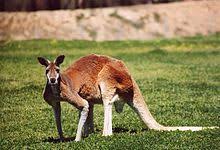 We did not find results for: Kangaroo Wikipedia
