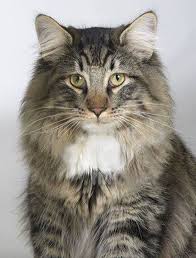 Norwegian Forest Cat Dewey Is Probably Part Mc Or Norwegian Forest Cat His Face And Ears Look A Lot Like This Dude Norwegian Forest Cat Cats Forest Cat