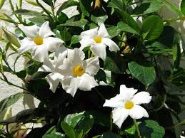 Image result for dipladenie žlutá obrázek