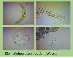 kleinstlebewesen aus dem wasser lebewesen kleinstlebewesen mikroorganismen