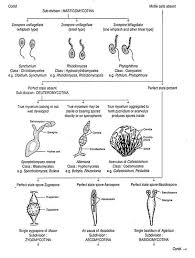 Classification Of Fungi By Various Botanists