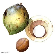 Image result for Mammea