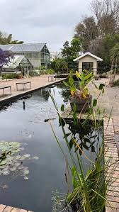 Image result for Dissotis princeps