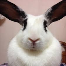 To assist, bunny wonderland and house rabbit society singapore (hrss) have initiated our 'bunny watcher' program! Bunny Of The Week Chubby From Singapore My House Rabbit
