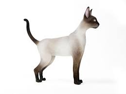 Tall Cat By Evermotion Highly Detailed Model Of Cat With All Textures Shaders And Materials It Is Ready To Use Just Put It Into Your S Cats Animals Mammals