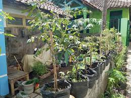 Yaitu bahan yang mudah terurai oleh tanah dan diperlukan oleh tanaman.pembuatannya cukup menimbun di dalam tanah. Kebun Organik Di Halaman Rumah Mbludus Com