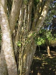 Image result for Chaetachme