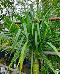 Image result for Pandanus sp. A