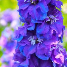 Image result for Delphinium
