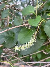 Image result for Pentarrhinum insipidum