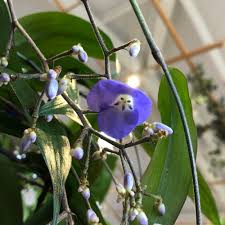 Image result for Dichorisandra