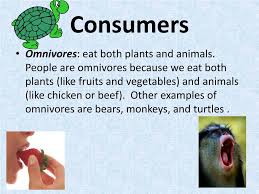 ■ primary consumers provide energy to secondary consumers (carnivores are animals that. Ppt Food Chain Project Powerpoint Presentation Free Download Id 2670220