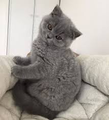 Instagram Da Follow Me Back Please Hello Hooman Follow Me Catsloverinx Cr British Closdeugenie Kedi Guzel Kediler Evcil Hayvanlar