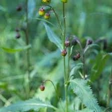 Image result for Synadenium angolense