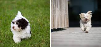 Maine havanese akc chocolate maine havanese puppies in gray maine. Havanese Breeders In New Hampshire Gateway Havanese