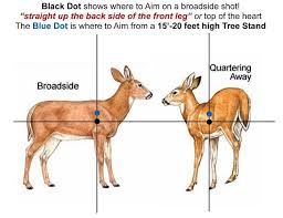How To Find And Aim For Deer Vitals