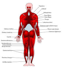 The maintenance of posture and body. The Muscular System